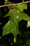 Georgia oak